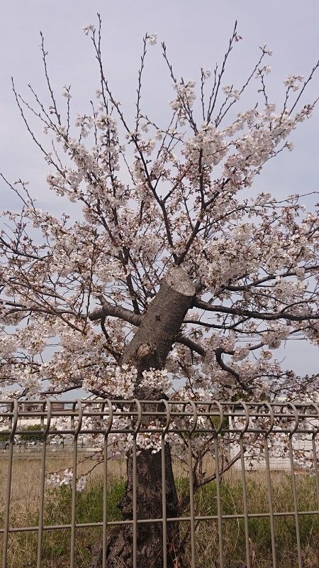 f:id:makkosan70:20220402143807j:plain