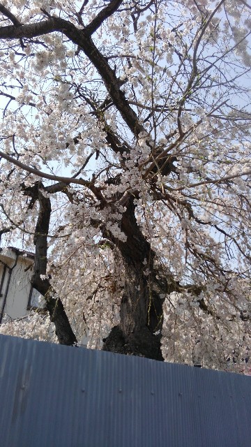 f:id:makkosan70:20220402152642j:plain