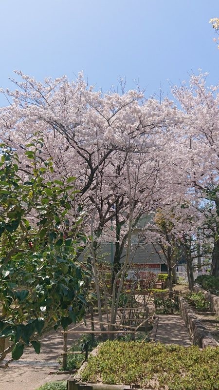 f:id:makkosan70:20220405134039j:plain