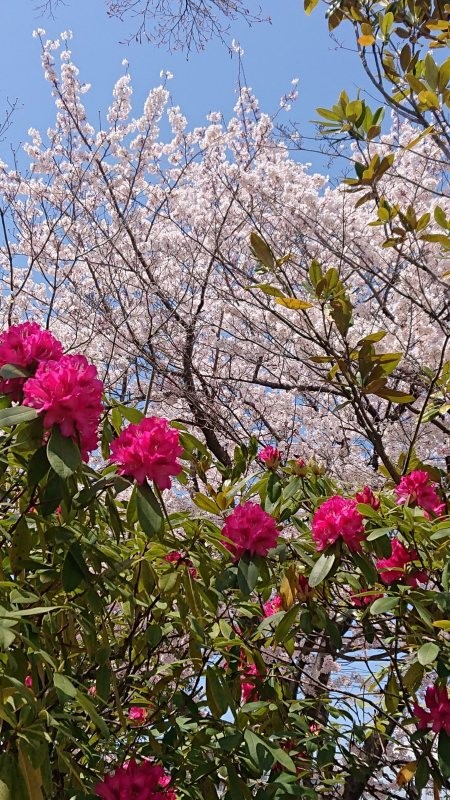 f:id:makkosan70:20220405134152j:plain