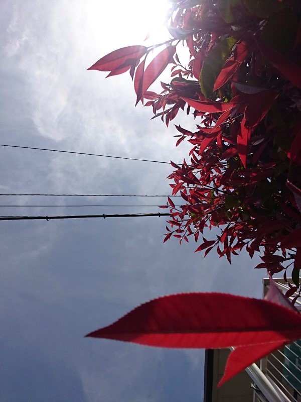 f:id:makkosan70:20220406124039j:plain
