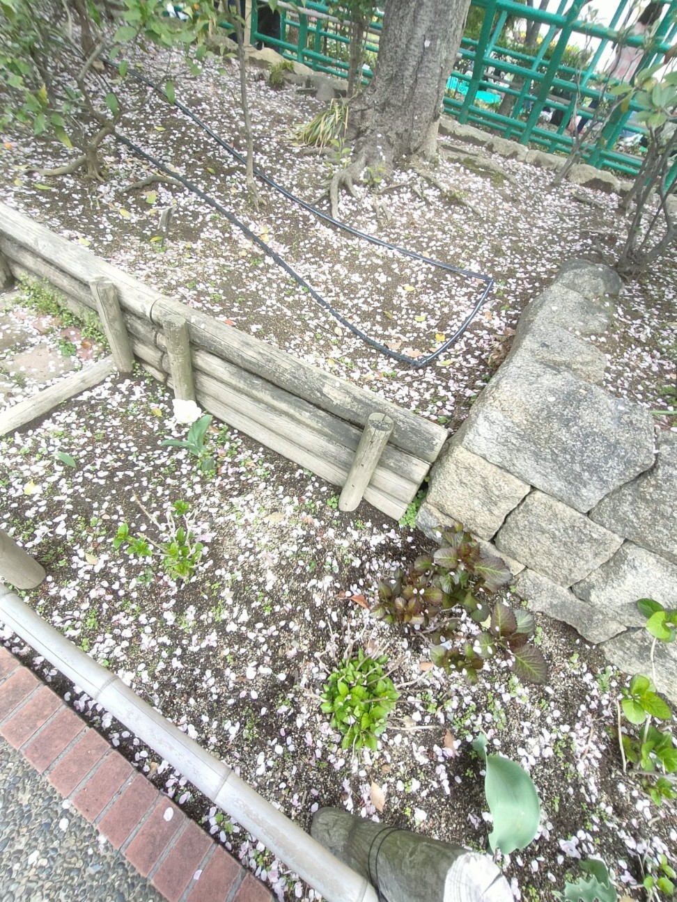 f:id:makkosan70:20260406175823j:image