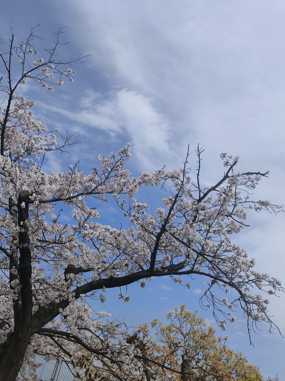 f:id:makkosan70:20260406175826j:image