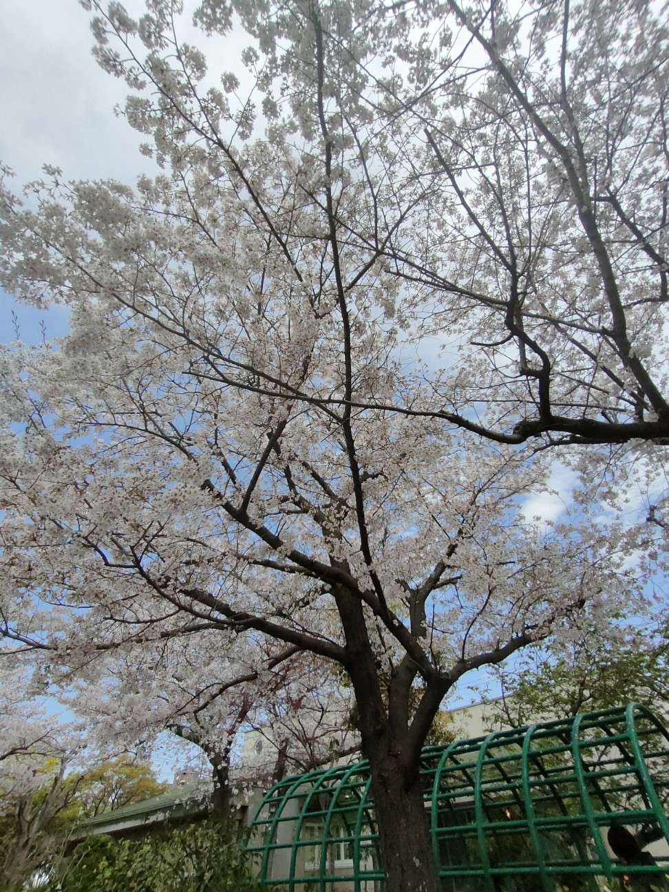 f:id:makkosan70:20260406175827j:image