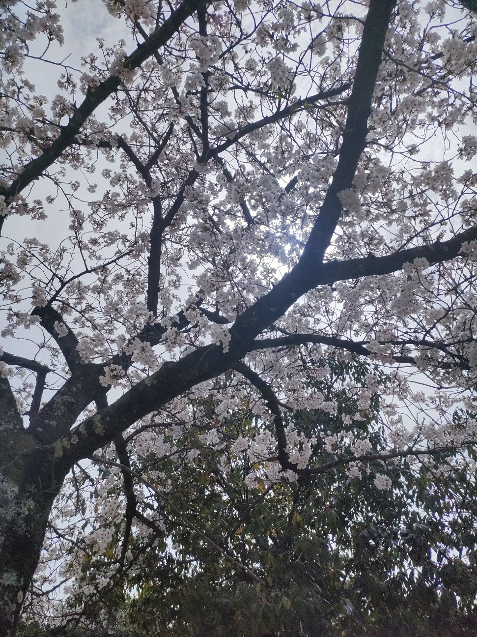 f:id:makkosan70:20260406175830j:image