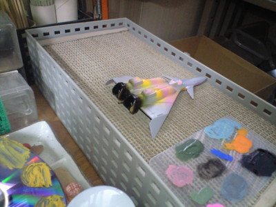 f:id:mako0079:20160531113944j:image:w360