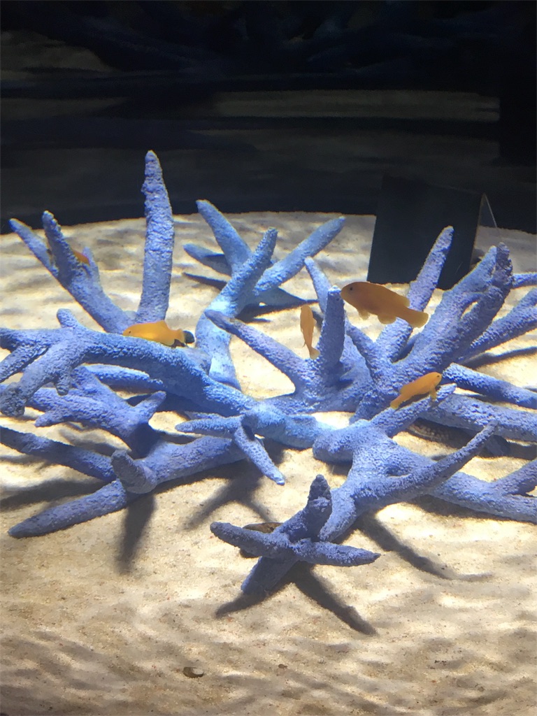 f:id:mako0625:20170308175213j:image