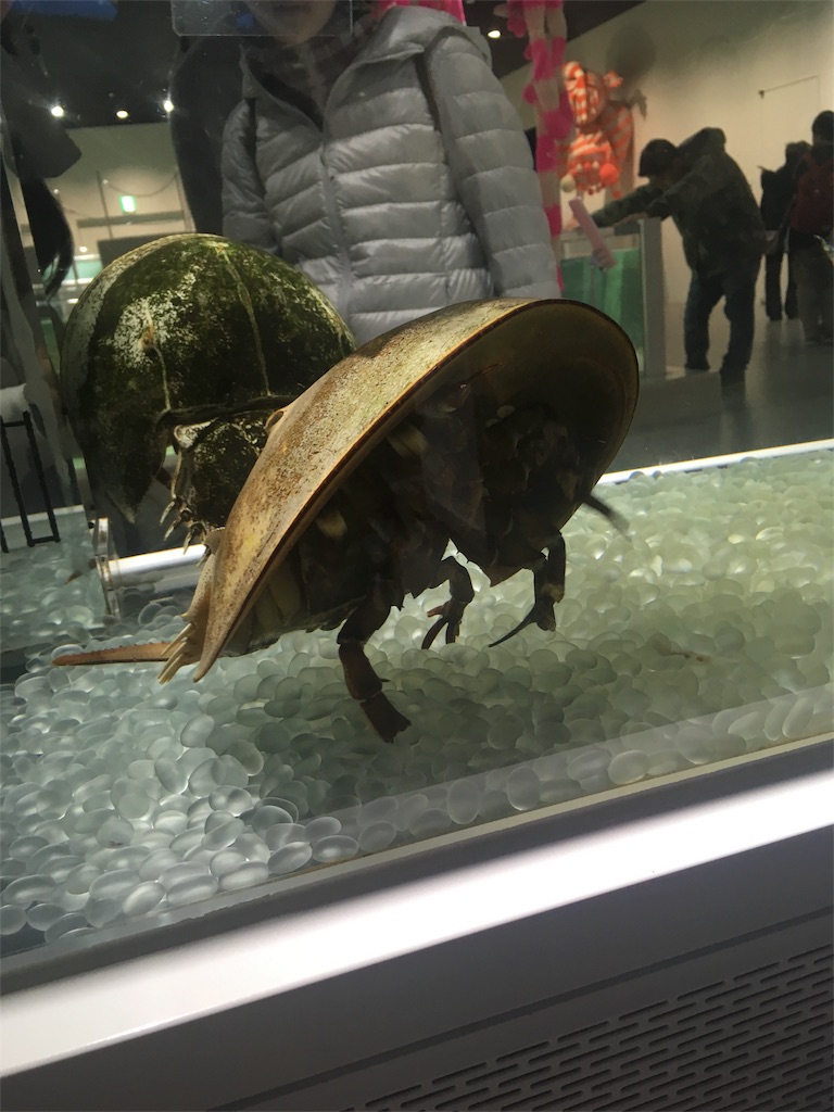 f:id:mako0625:20170308175343j:image