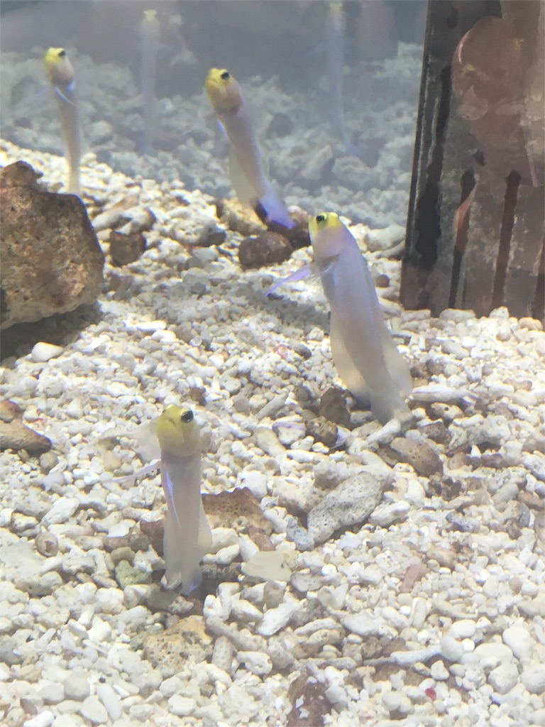 f:id:mako0625:20170308175627j:image