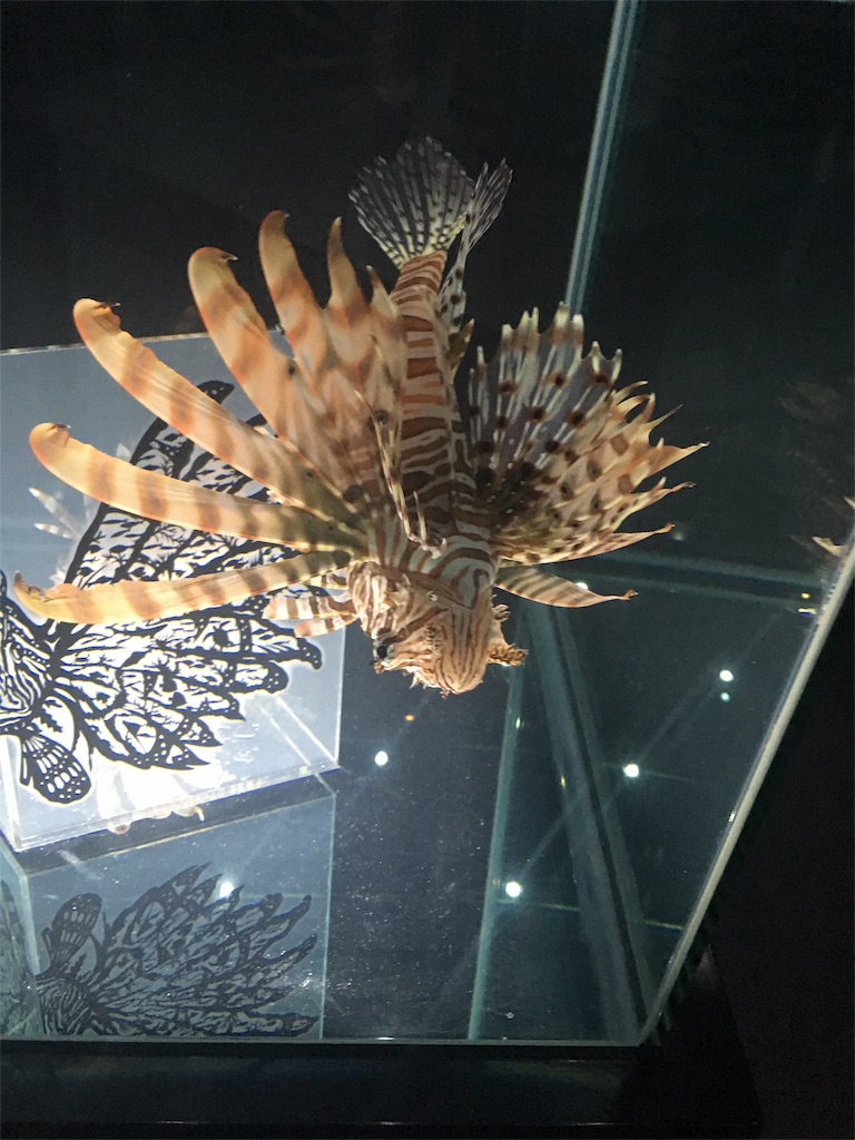 f:id:mako0625:20170308180646j:image