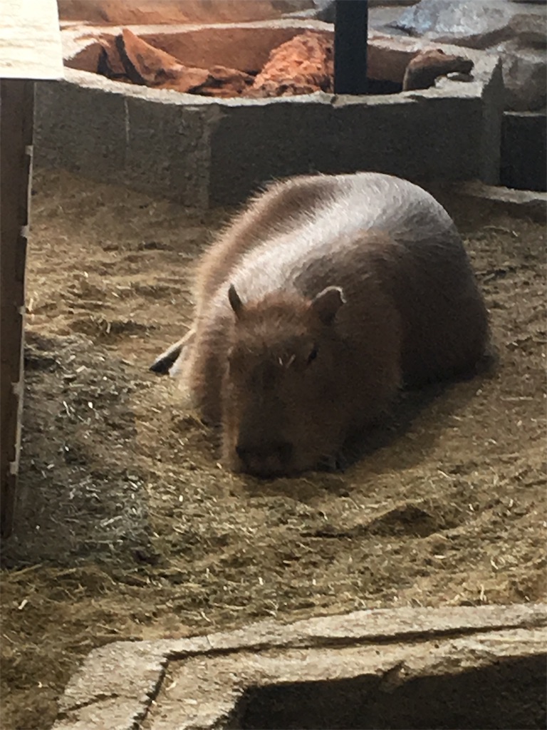 f:id:mako0625:20170308182629j:image