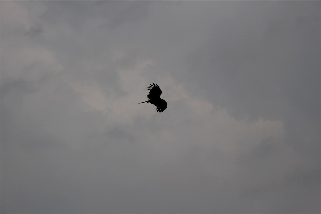 f:id:mako0625:20170603131329j:image