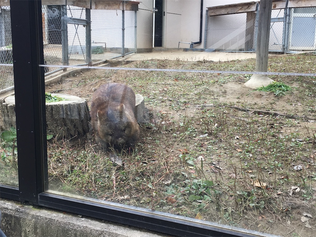 f:id:mako0625:20191118172457j:image