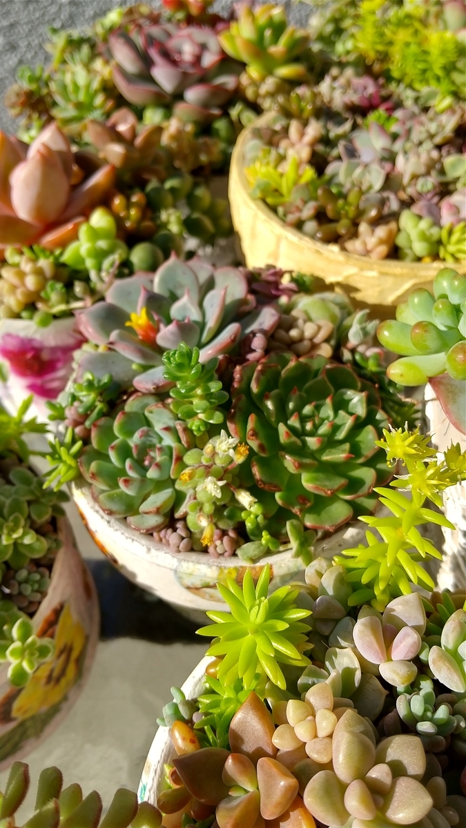 ブルーミニマ多肉植物カット苗寄植え