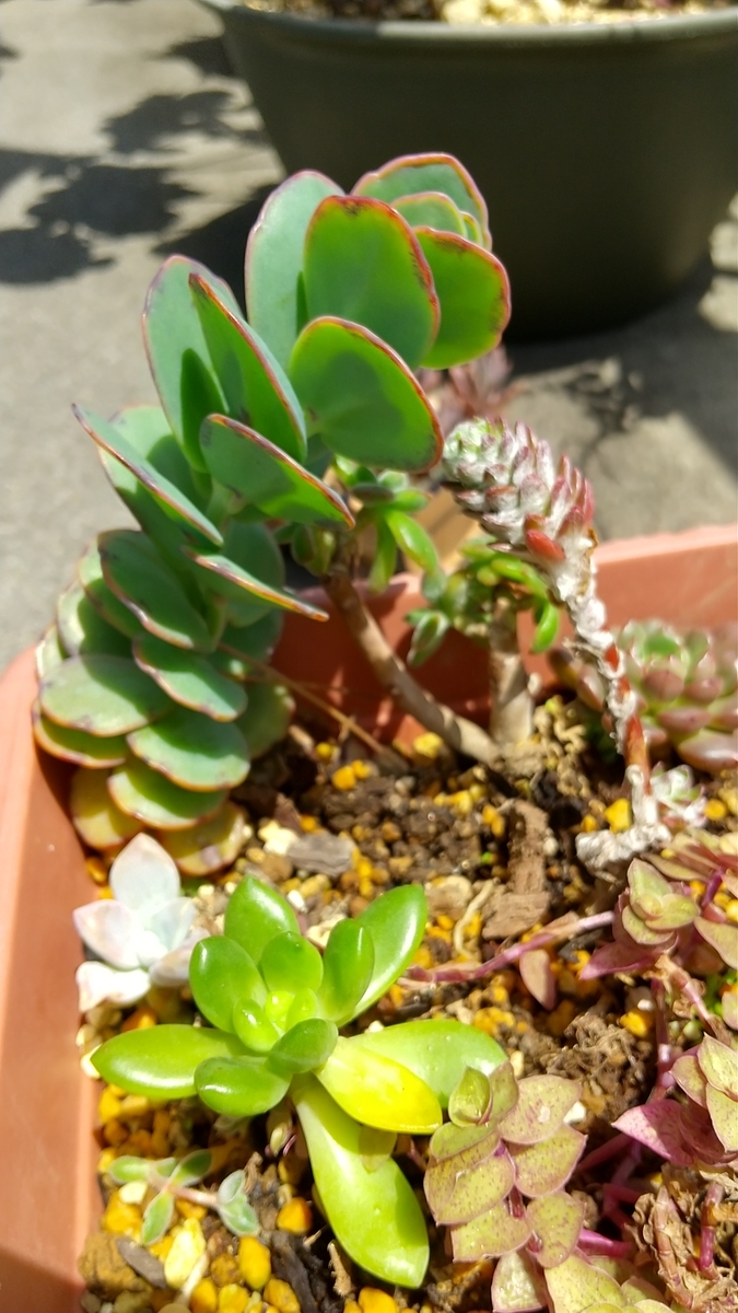 f:id:mako7tete:20210502114718j:plain