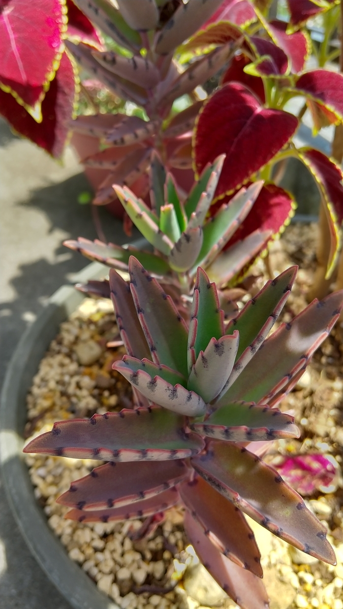 f:id:mako7tete:20210502114818j:plain