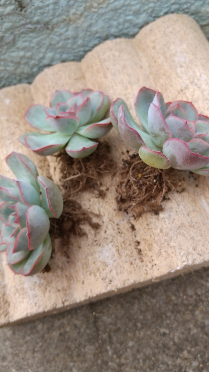 f:id:mako7tete:20210502114940j:plain