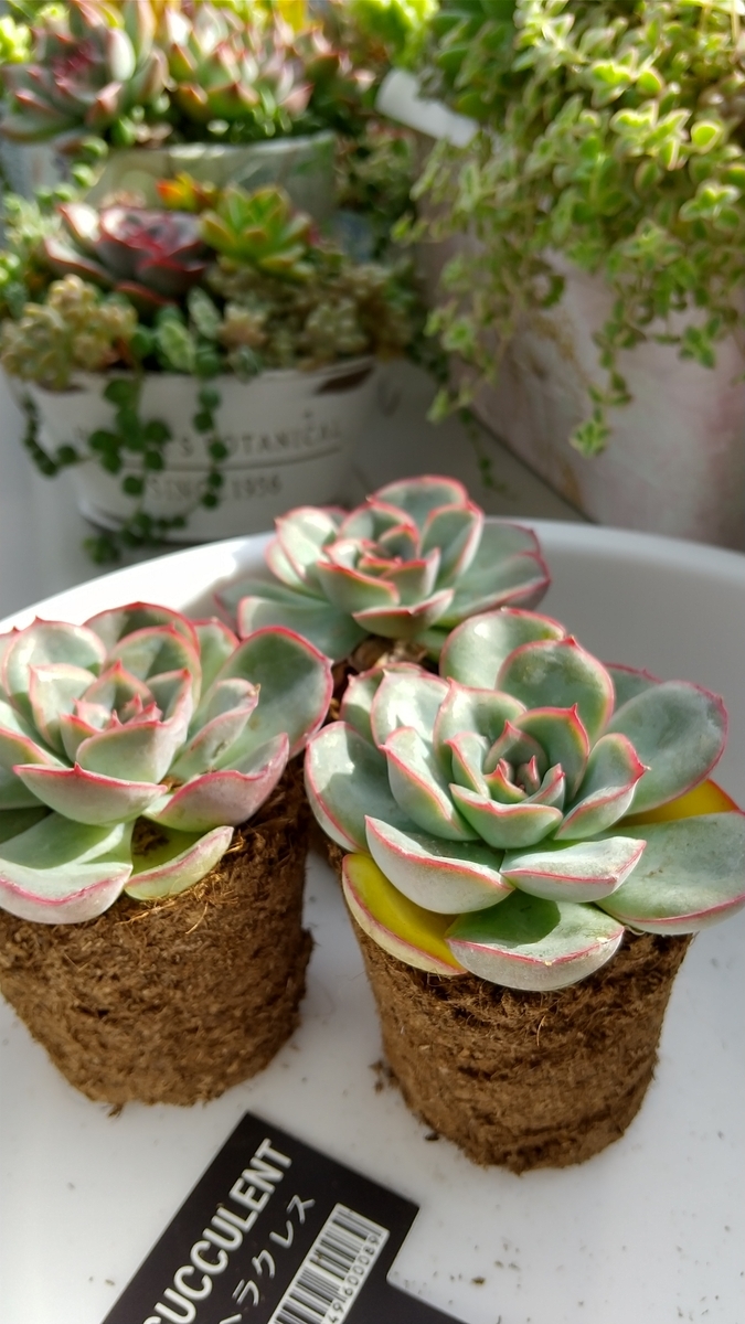 f:id:mako7tete:20210502114958j:plain