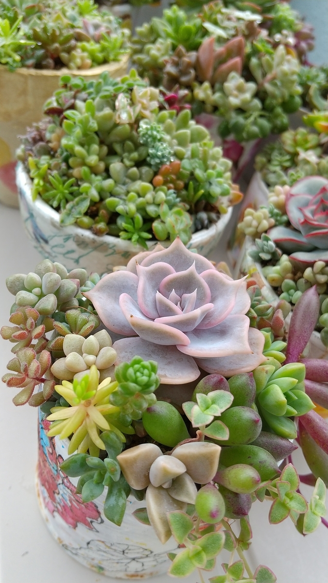 多肉植物鉢 馬槽植木鉢 紫砂鉢 盆栽鉢 植木鉢 小品盆栽鉢 大品盆栽鉢 小さい鉢 多肉植物 多肉植物鉢 馬槽植木鉢 紫砂鉢 盆栽鉢 植木鉢 小品