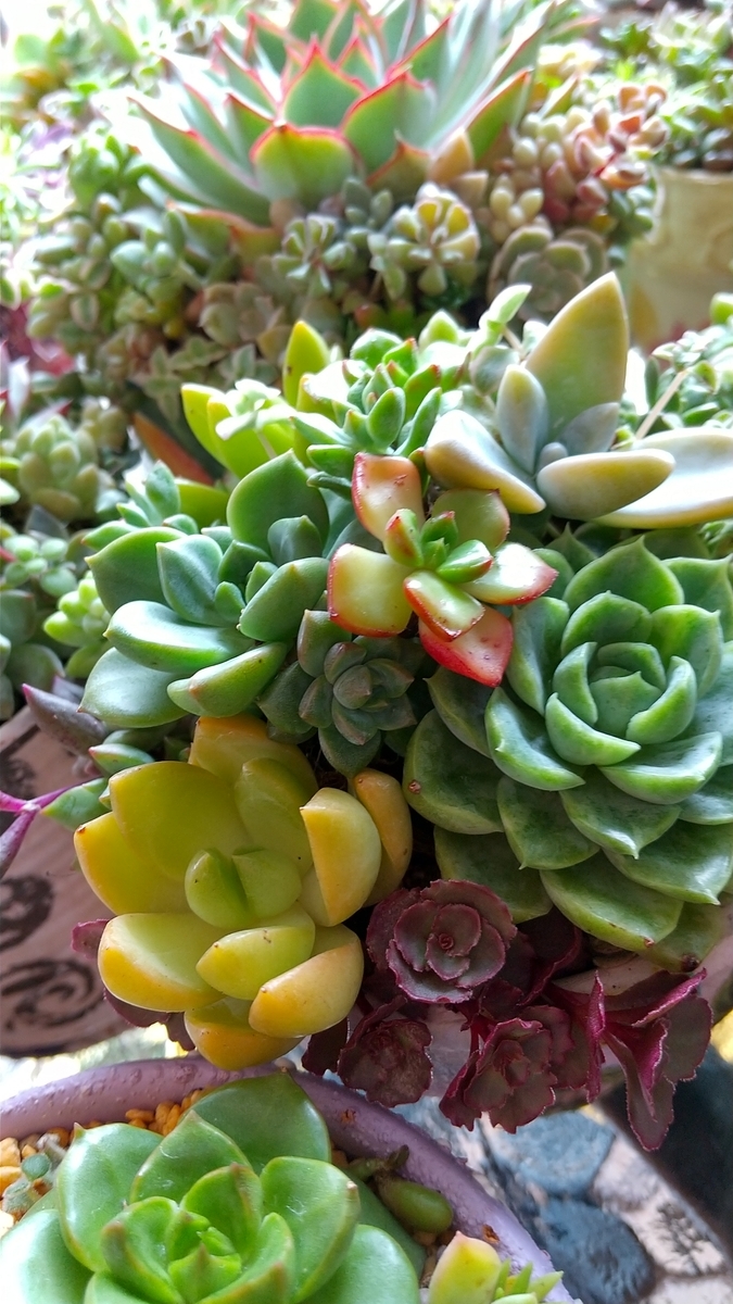 f:id:mako7tete:20210703091747j:plain