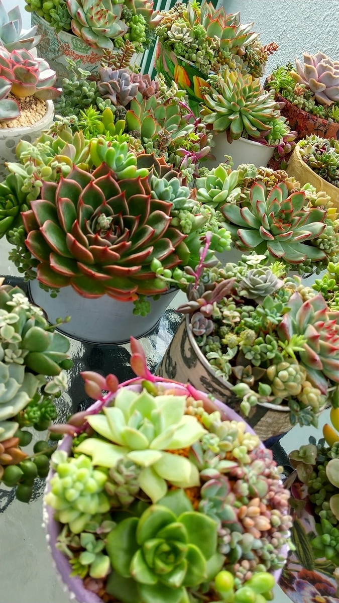 ルドルフ花芽 1ケ月半でカットしました Makoと多肉植物