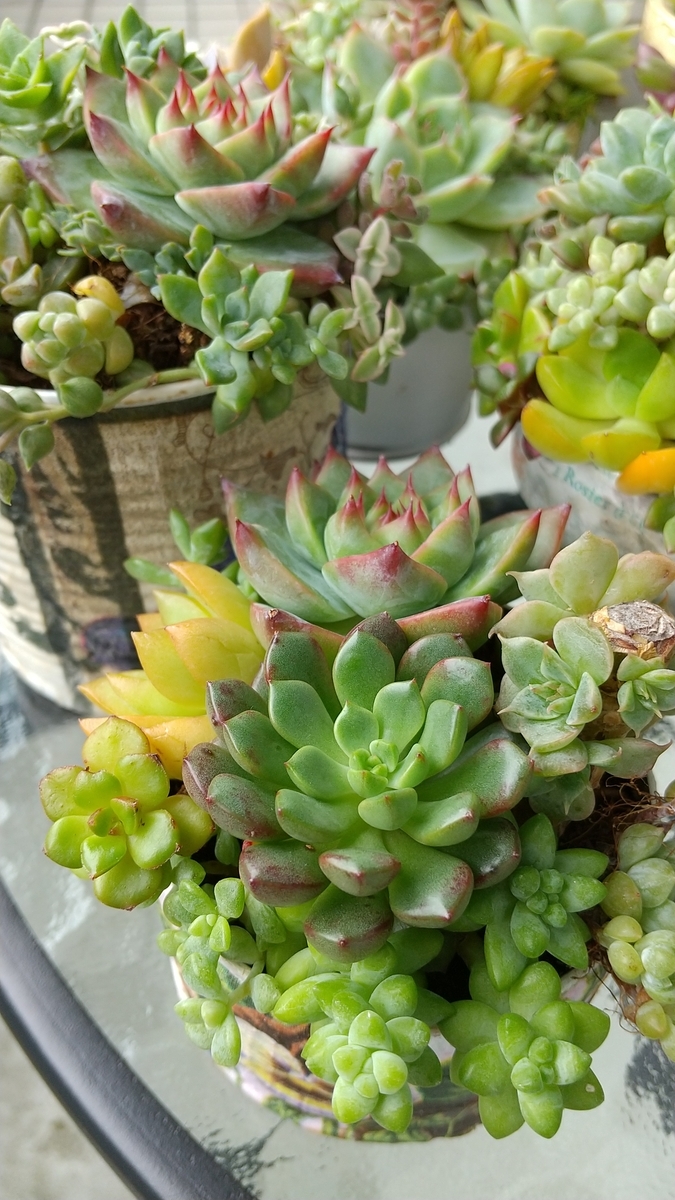 f:id:mako7tete:20210718112908j:plain