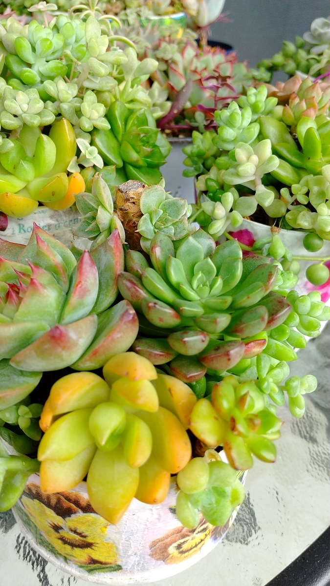 f:id:mako7tete:20210718112945j:plain