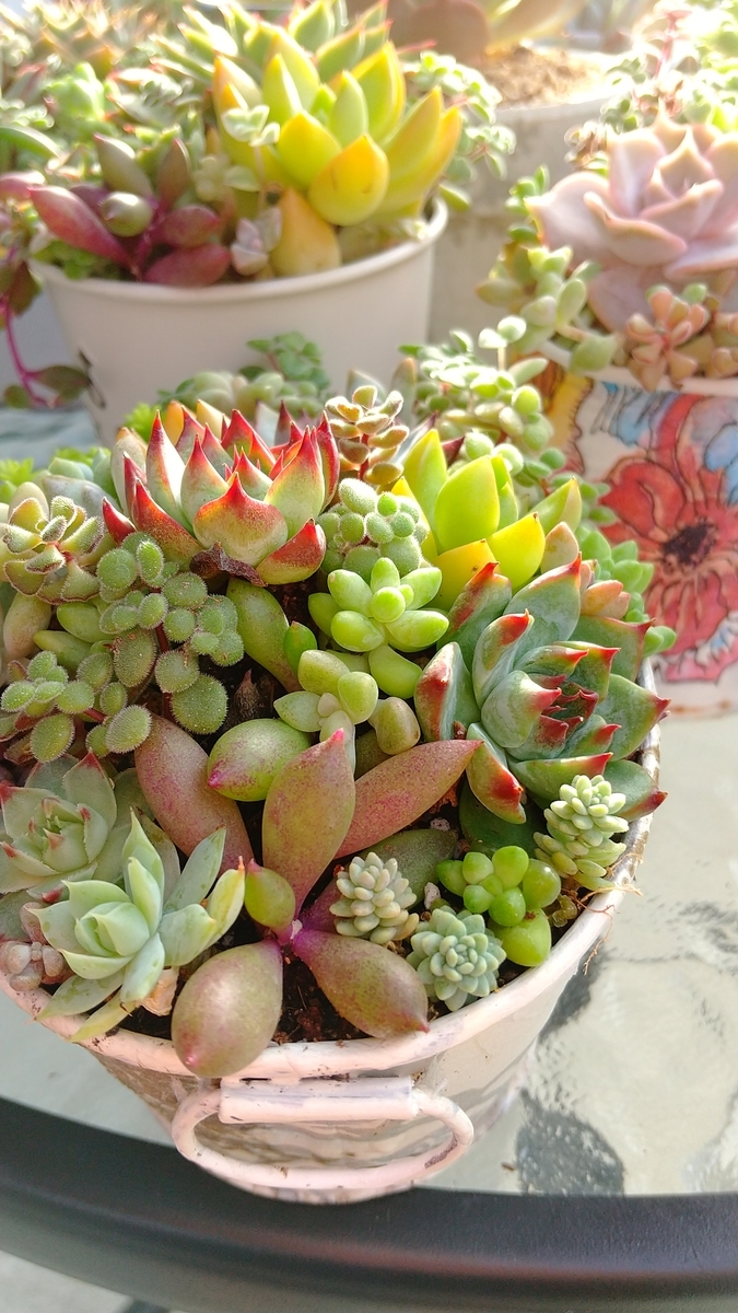 f:id:mako7tete:20210729073033j:plain