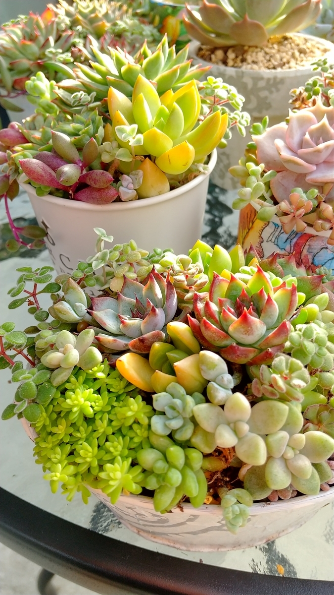 f:id:mako7tete:20210729073104j:plain