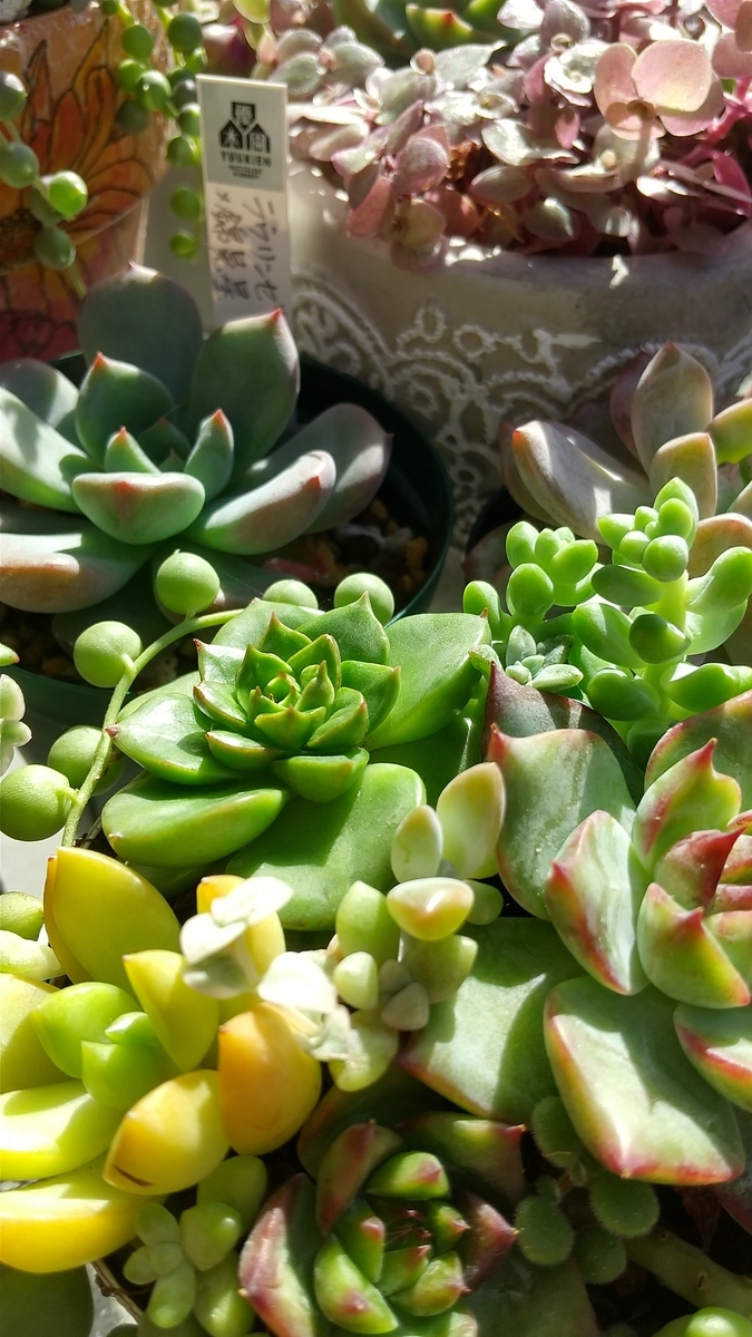 多肉植物 リラシナ錦 葉挿し 根っ子なし 【公式通販】