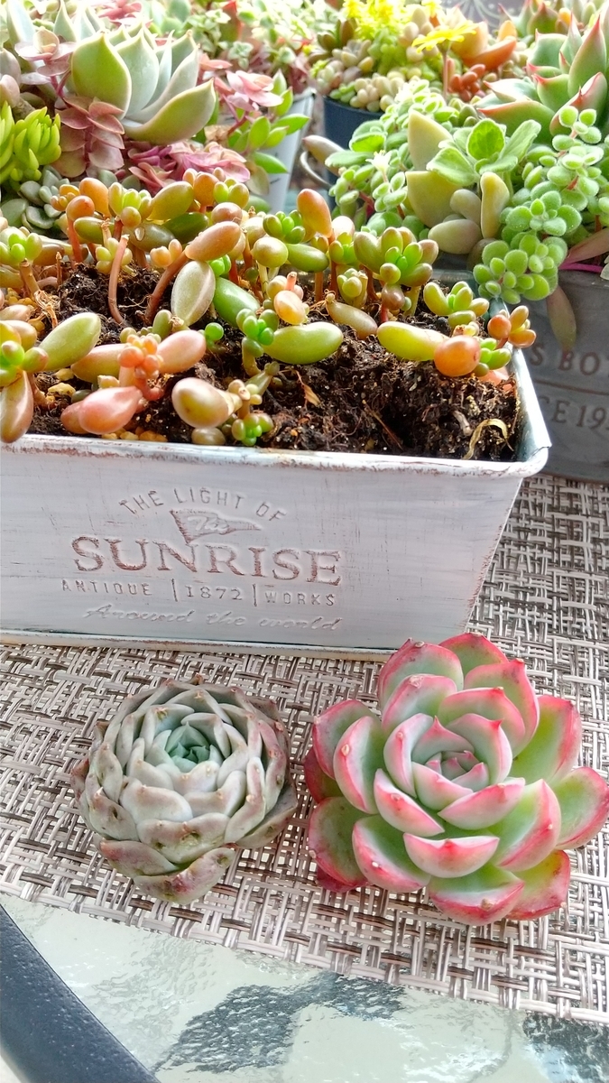 多肉植物ピンクシャンペーンとヒアリナ寄せ植え セリアの缶可愛い Makoと多肉植物 多肉植物ピンクシャンペーンとヒアリナ寄せ植え セリアの缶可愛い Makoと多肉植物