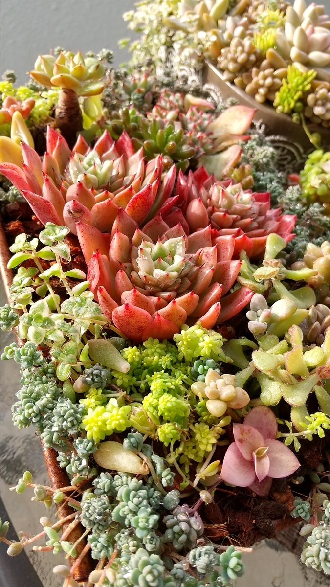 f:id:mako7tete:20220203082306j:plain