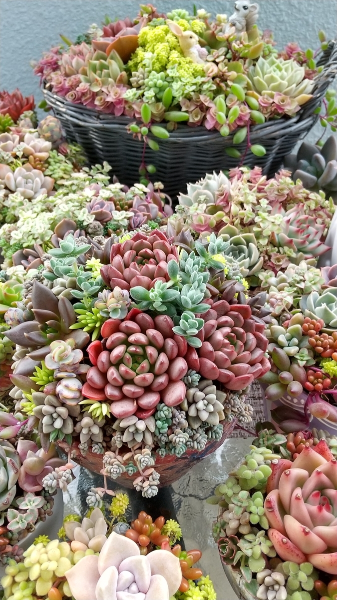 ピンクルルビー 寄せ植えいろいろ♪ - makoと多肉植物 ♪