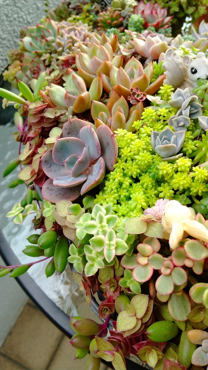多肉植物 黒い斑点出ているよ 対策は Makoと多肉植物