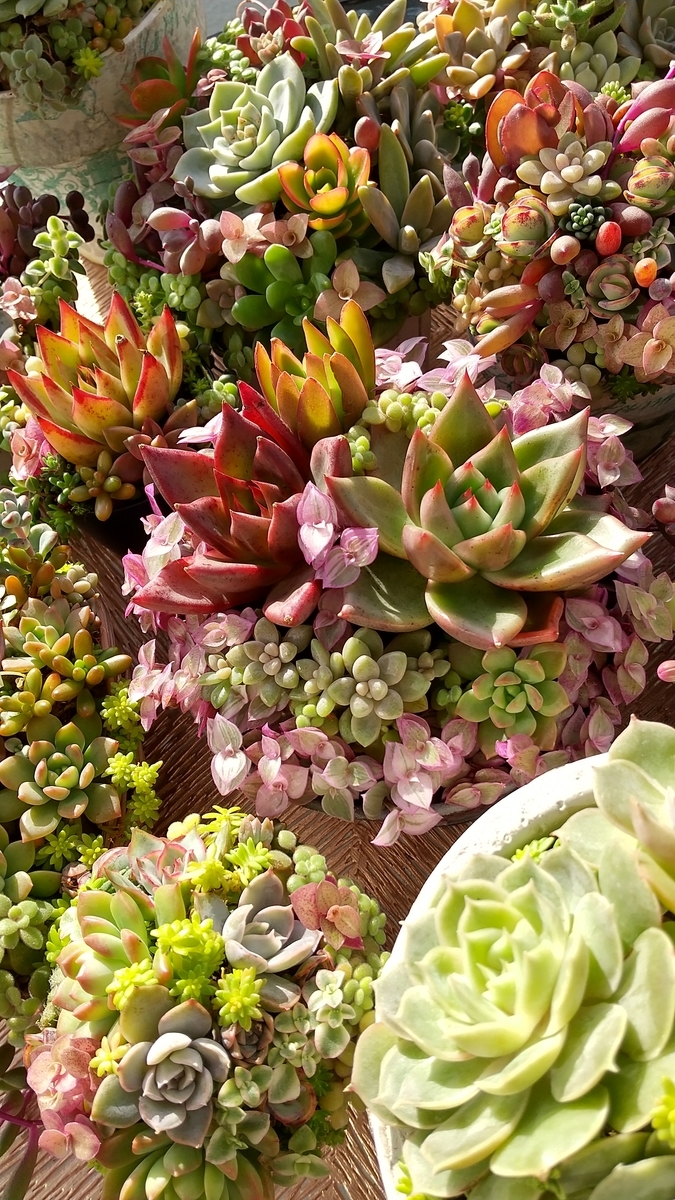 オーガスタ　カリシア寄せ植え 寄せ植え カリシアロザートのインテリア実例 ｜ RoomClip（ルーム