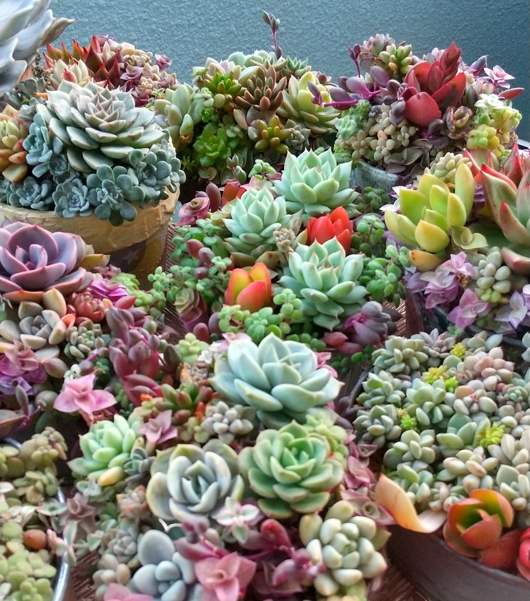 ティッピー火祭りと 寄せ植え♪ - makoと多肉植物 ♪