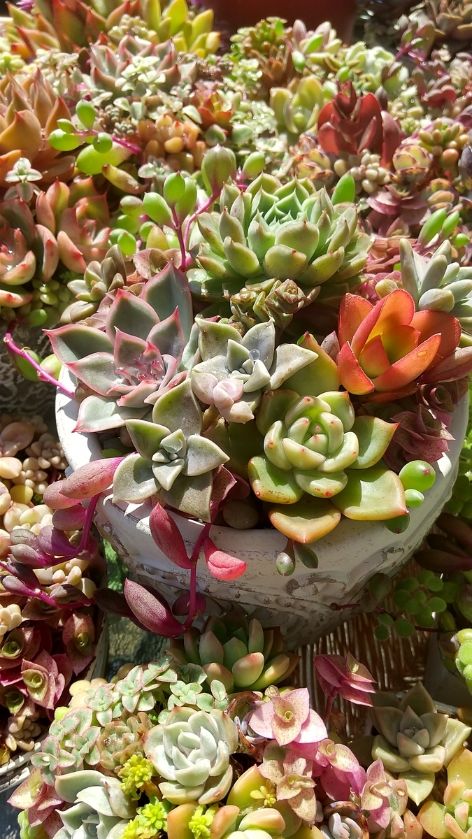 プリリンゼアナ寄せ植えと葉挿し♪ - makoと多肉植物 ♪