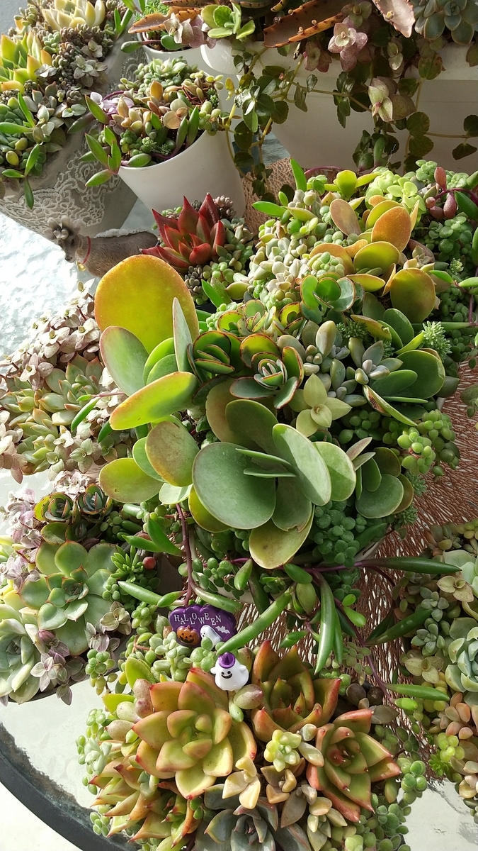 デザートローズ 寄せ植えしました♪ - makoと多肉植物 ♪