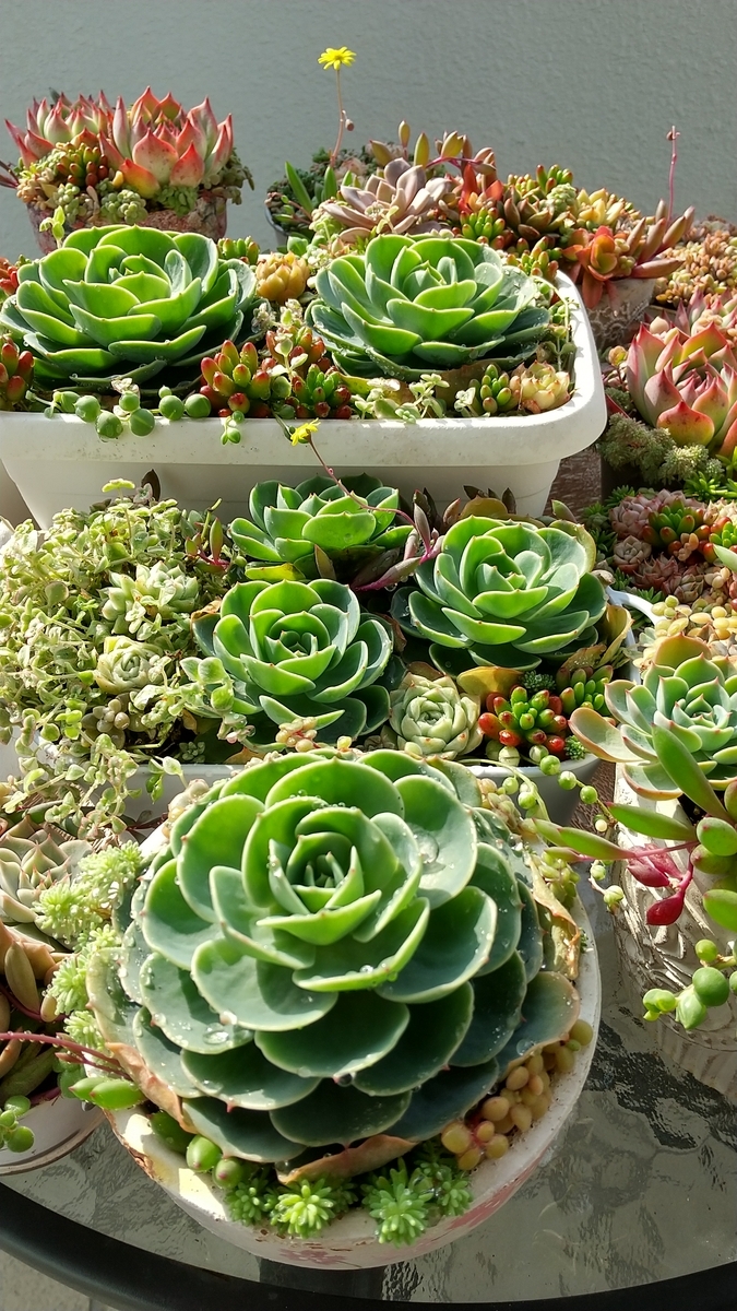 多肉植物　七福神 多肉植物・七福神 置き場所や水やり・ふやし方のポイント