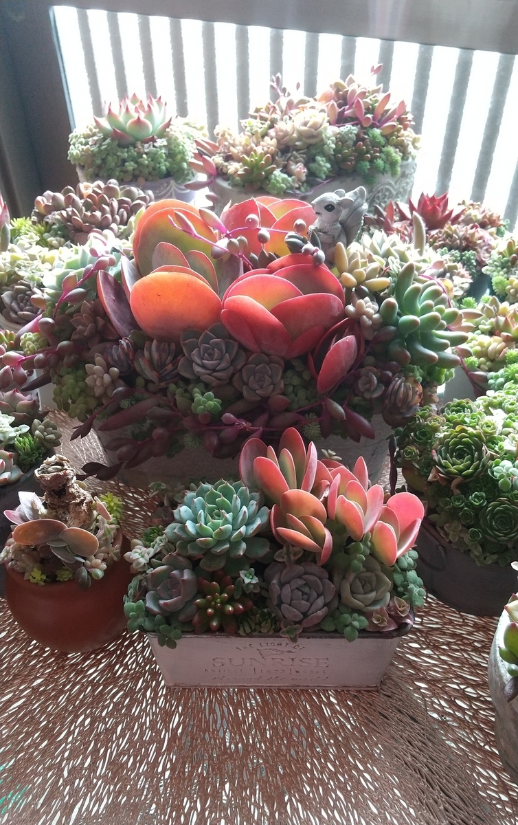 デザートローズ寄せ植え♪ - makoと多肉植物 ♪