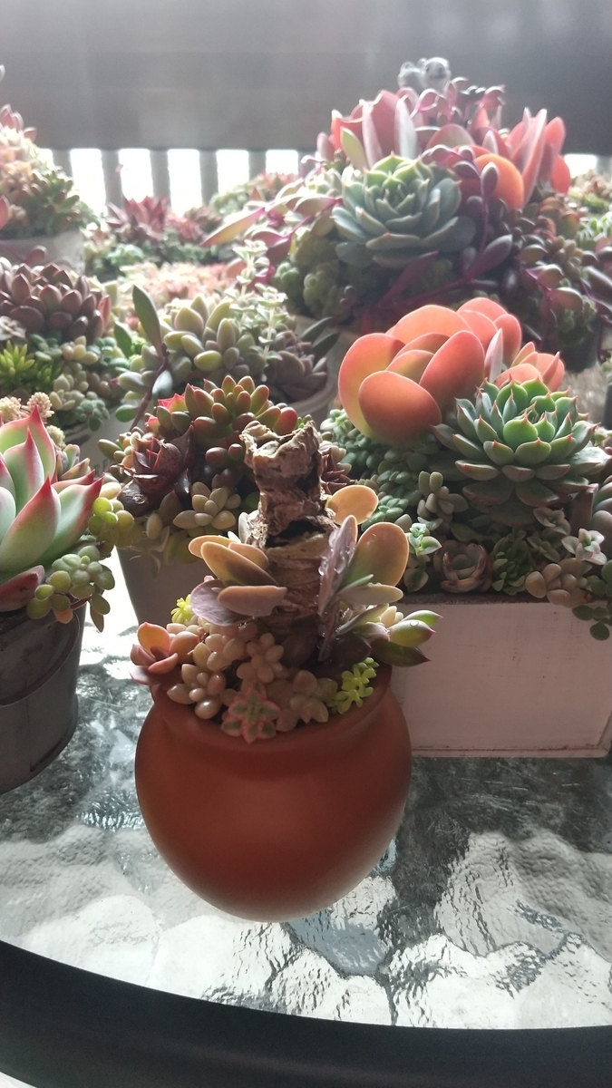 デザートローズ寄せ植え♪ - makoと多肉植物 ♪