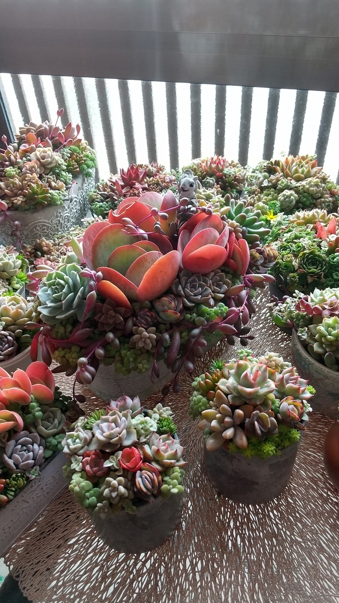 デザートローズ寄せ植え♪ - makoと多肉植物 ♪