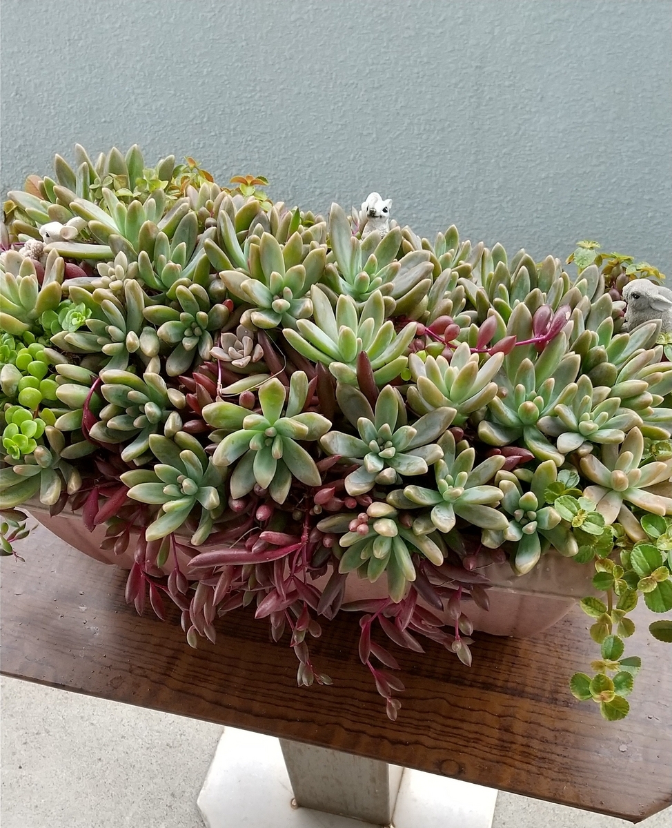多肉植物 秋麗寄せ植え♪ - makoと多肉植物 ♪