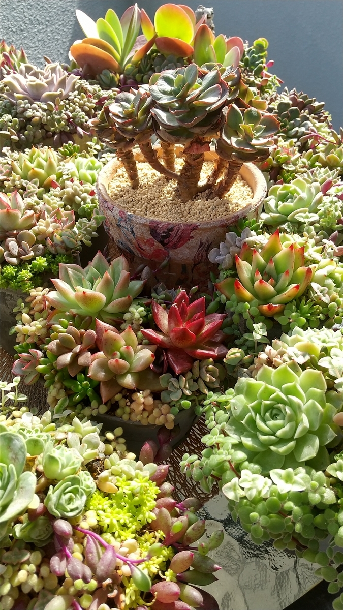 多肉植物 スヨン♪ - makoと多肉植物 ♪