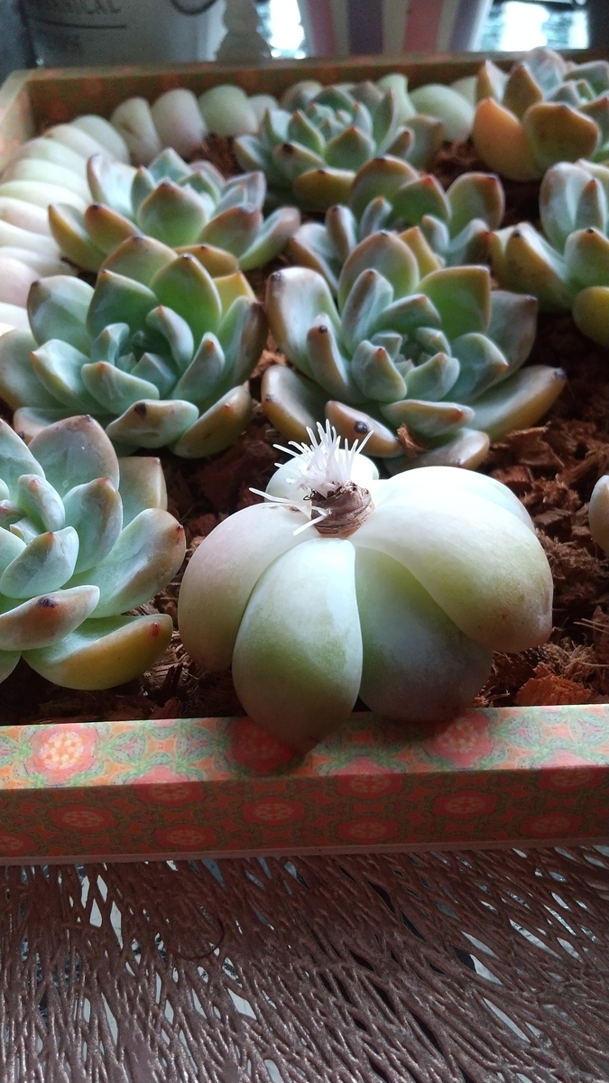 デザートローズ ジューステラス染まっています♪ - makoと多肉植物 ♪