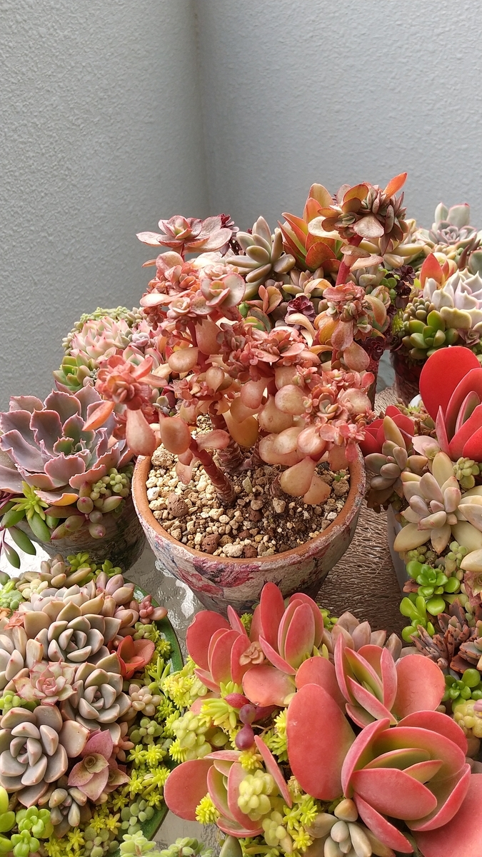 多肉植物 スヨン♪ - makoと多肉植物 ♪