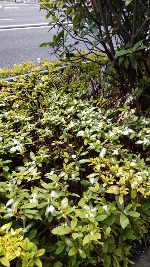 雪の残る植え込み