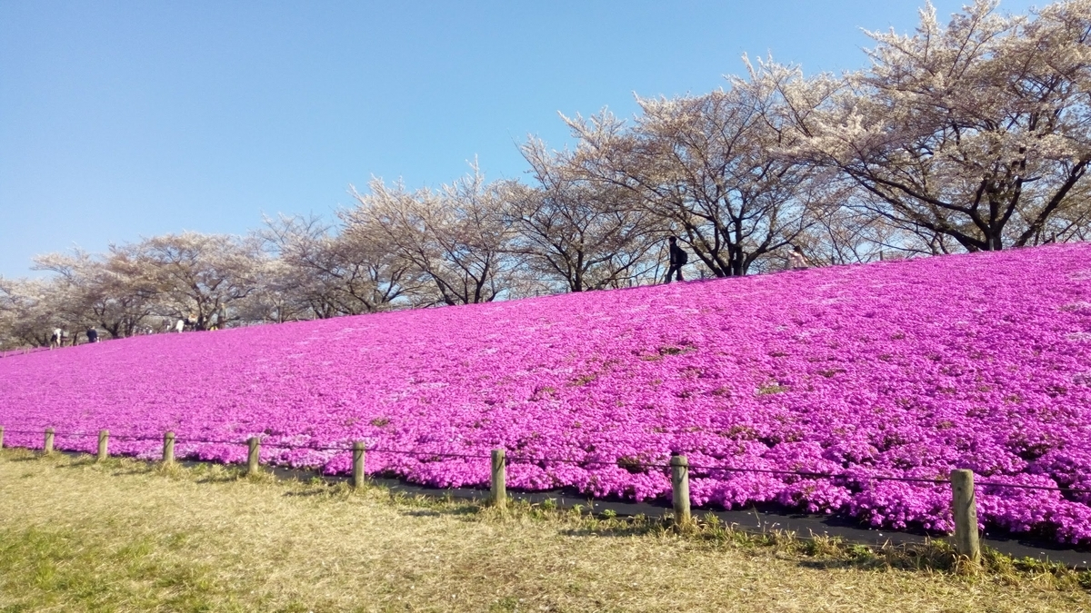 桜(ソメイヨシノ)と芝桜