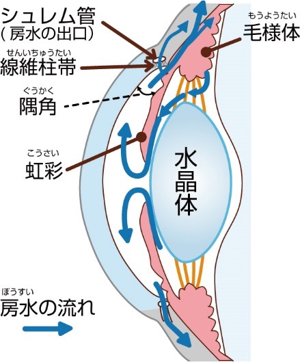 隅角繊維柱帯