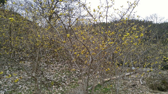 f:id:mako_pee:20161111210712j:plain f:id:mako_pee:20161111210712j:plain